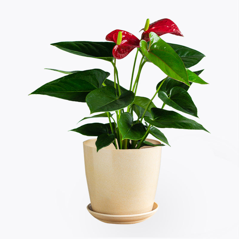 plants_potted Anthurium