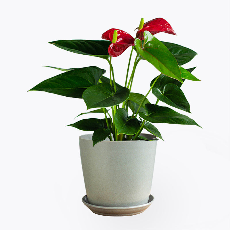 plants_potted Anthurium