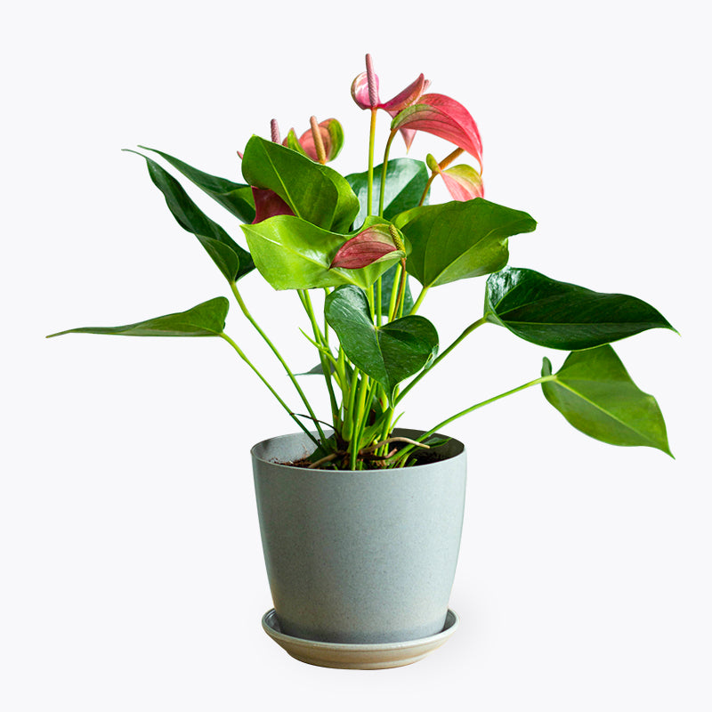 plants_potted Anthurium Pink