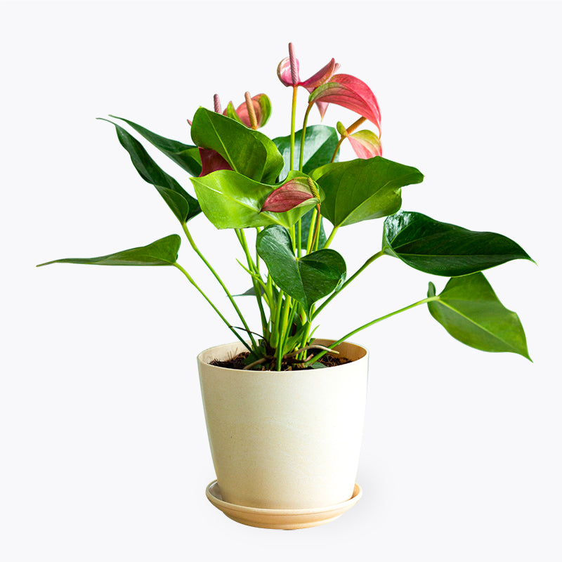 plants_potted Anthurium Pink