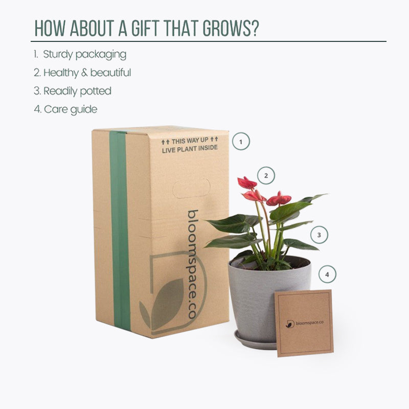 plants_potted Anthurium Pink