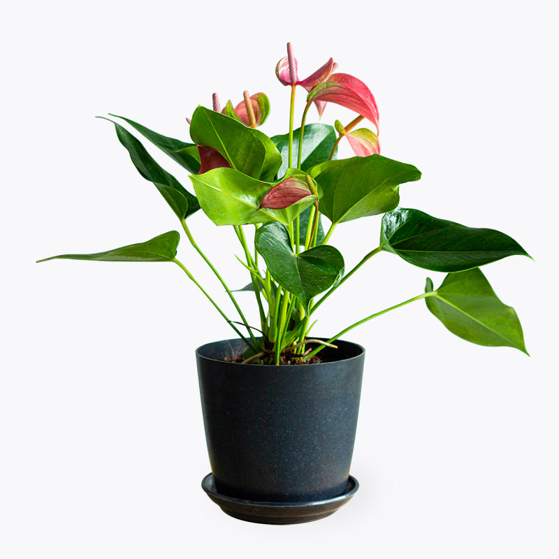 plants_potted Anthurium Pink