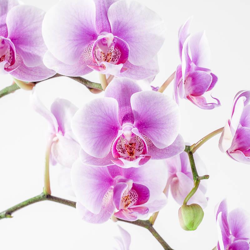 Bright Delight Orchid