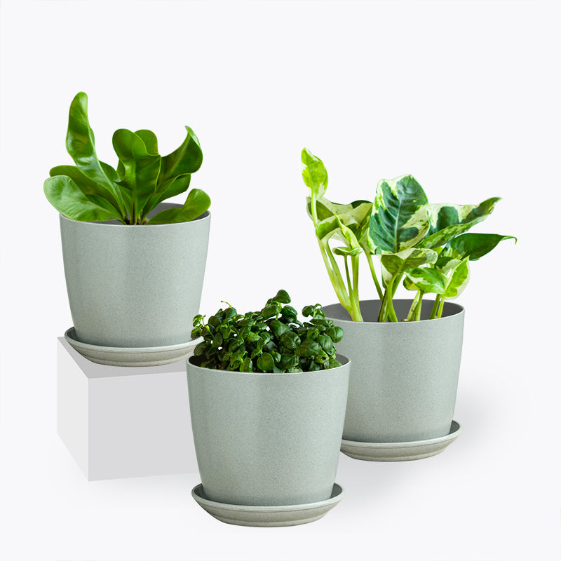 plants_potted Bubbly Set