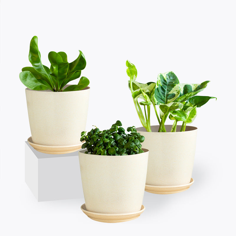 plants_potted Bubbly Set
