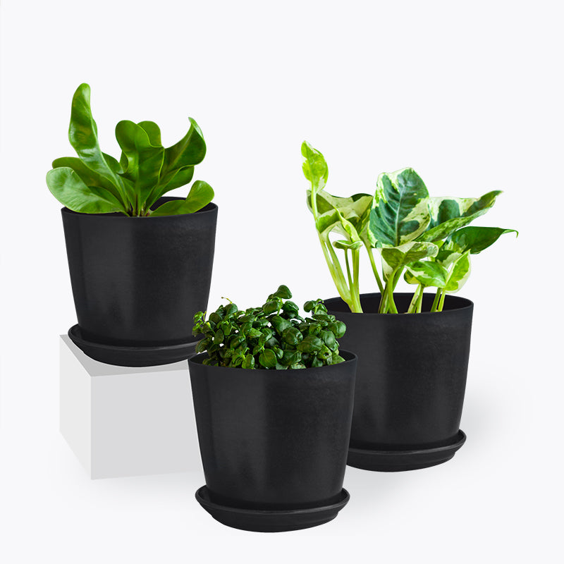 plants_potted Bubbly Set