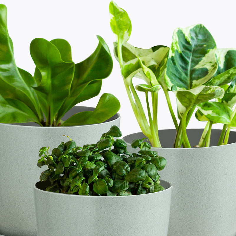 plants_potted Bubbly Set