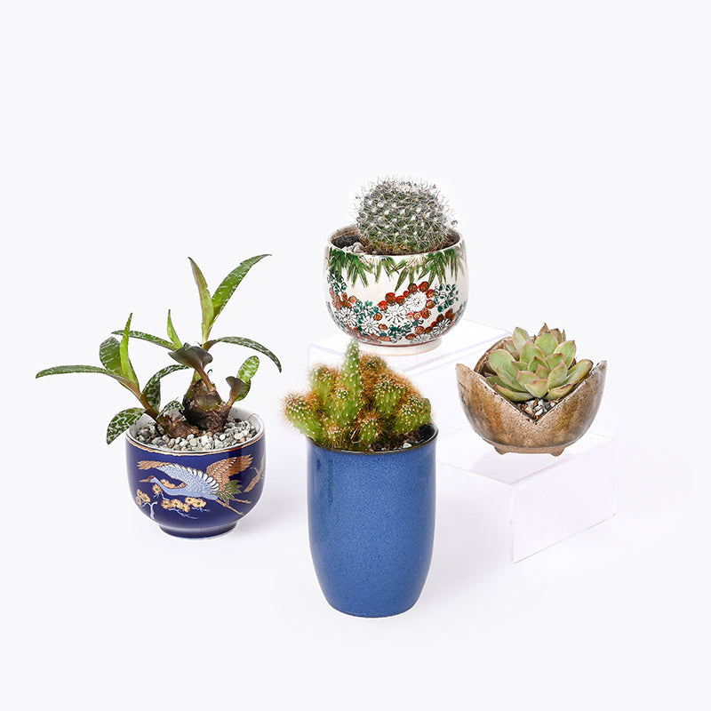 plants_potted Cozy Nook Gift box