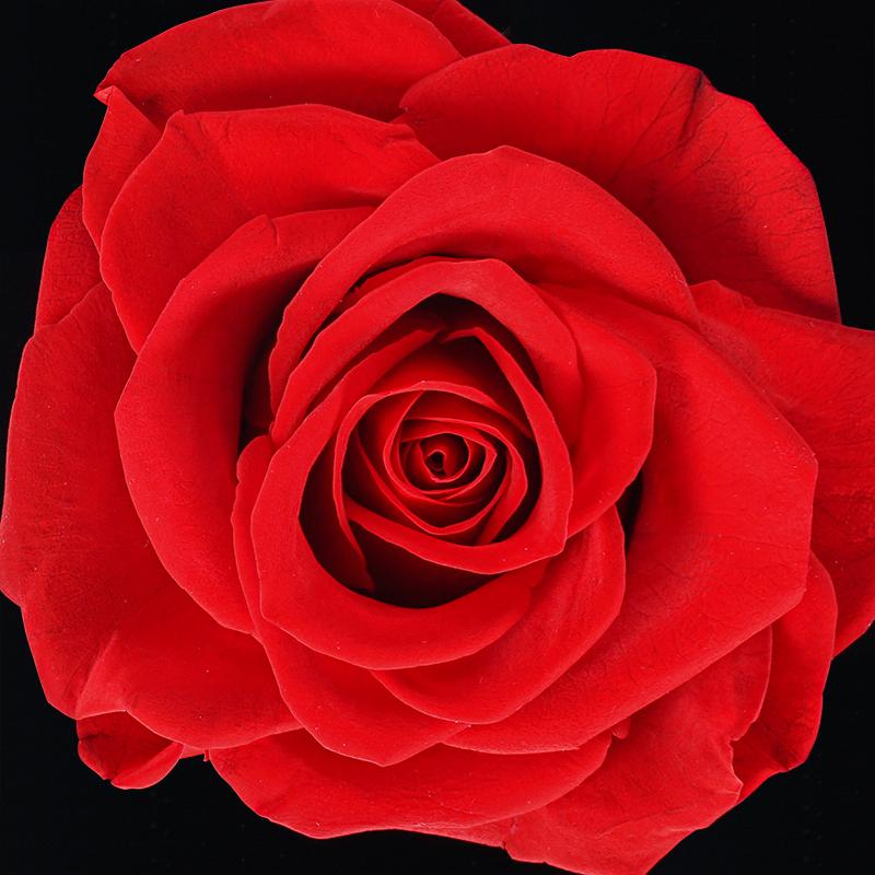 flowers_box Enchanted Rose