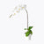 flowers_potted Everlasting White Orchid
