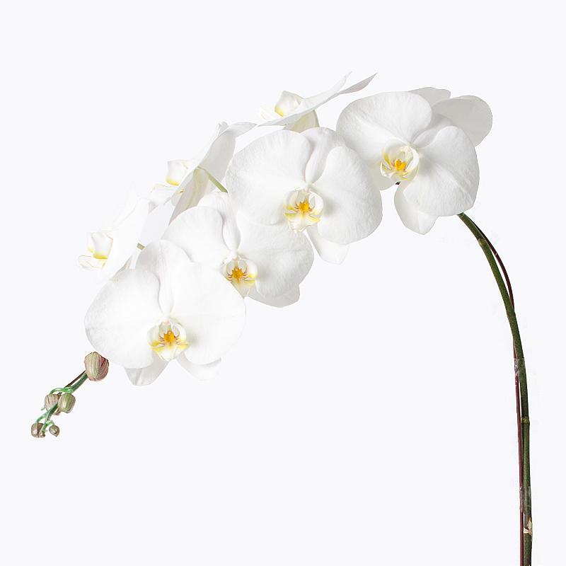 flowers_potted Everlasting White Orchid
