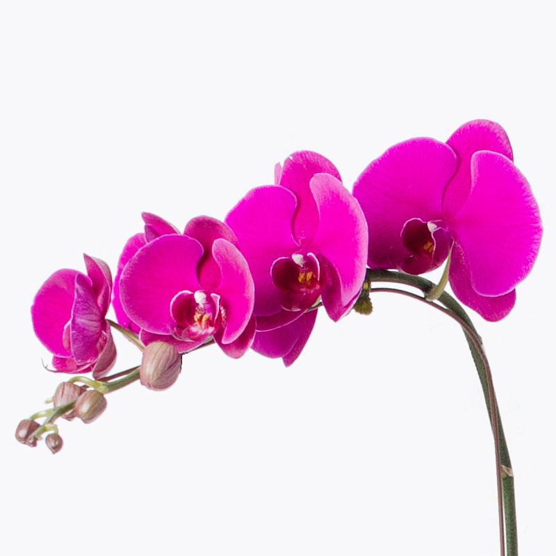 flowers_potted Exquisite Purple Orchid