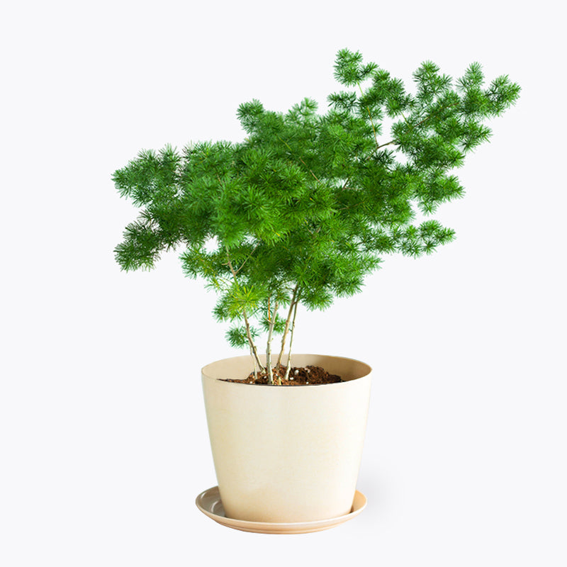 plants_potted Ming Fern