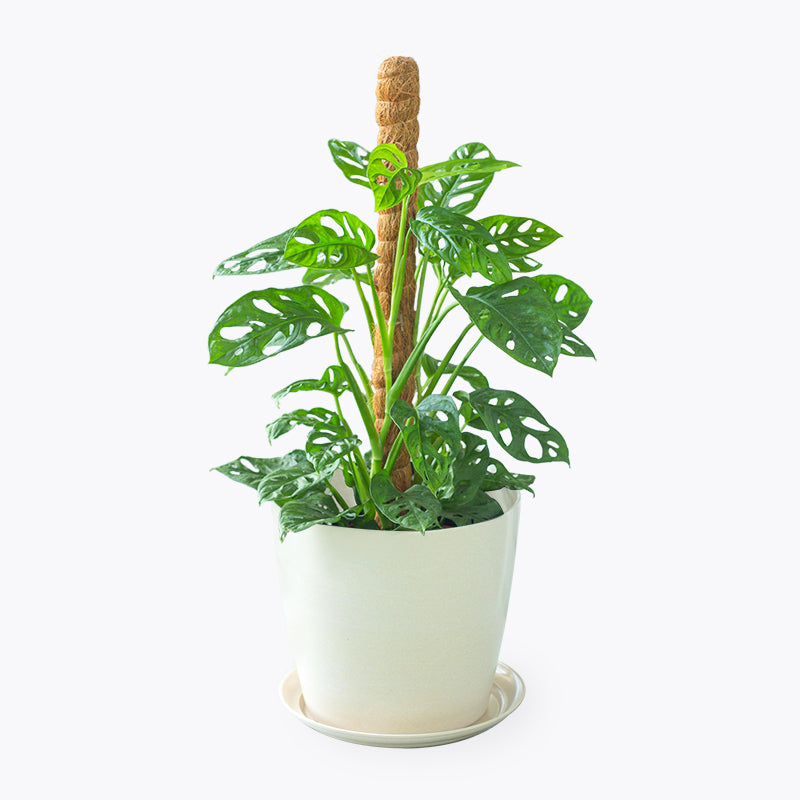 plants_potted Monstera Adansonii - Large