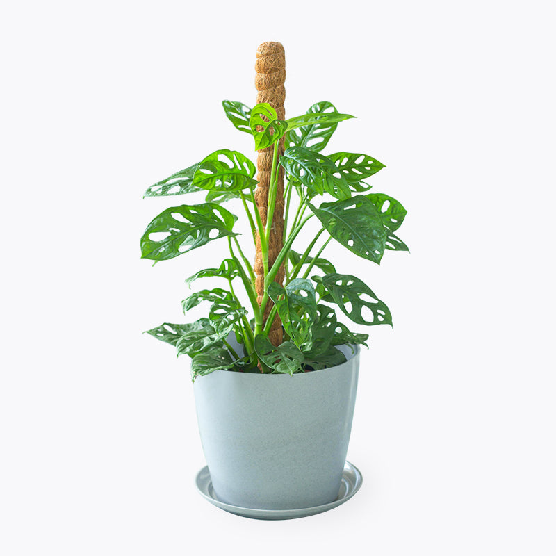 plants_potted Monstera Adansonii - Large