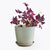 plants_potted Oxalis Triangularis