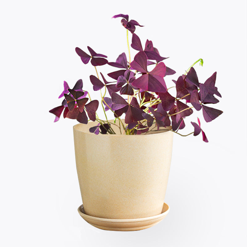 plants_potted Oxalis Triangularis