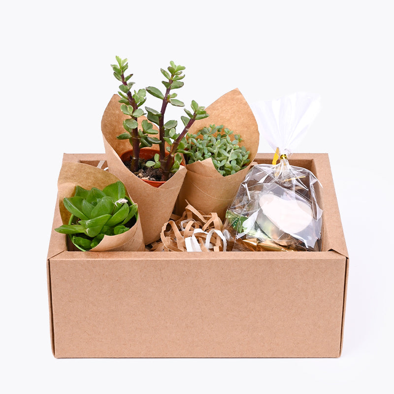 Succulent Garden Gift Box