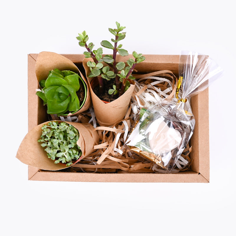 Succulent Garden Gift Box