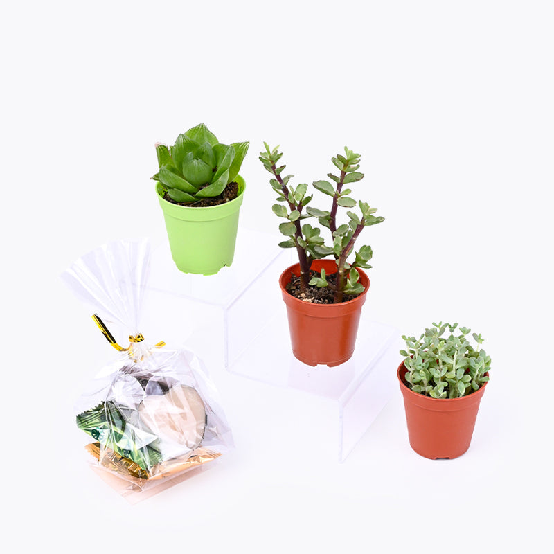 Succulent Garden Gift Box