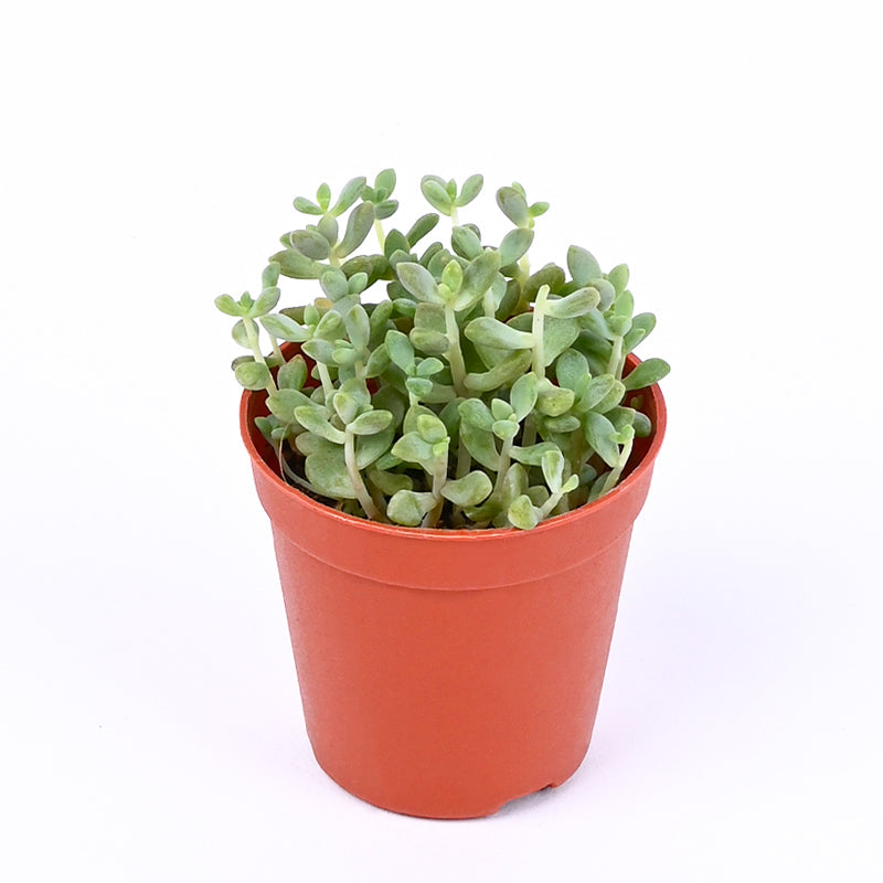 Succulent Garden Gift Box