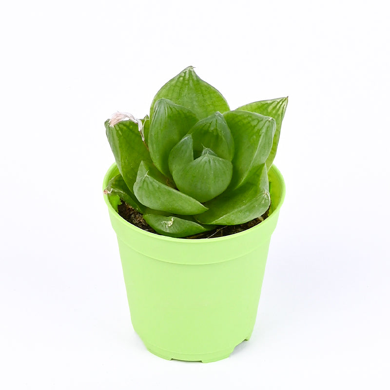 Succulent Garden Gift Box