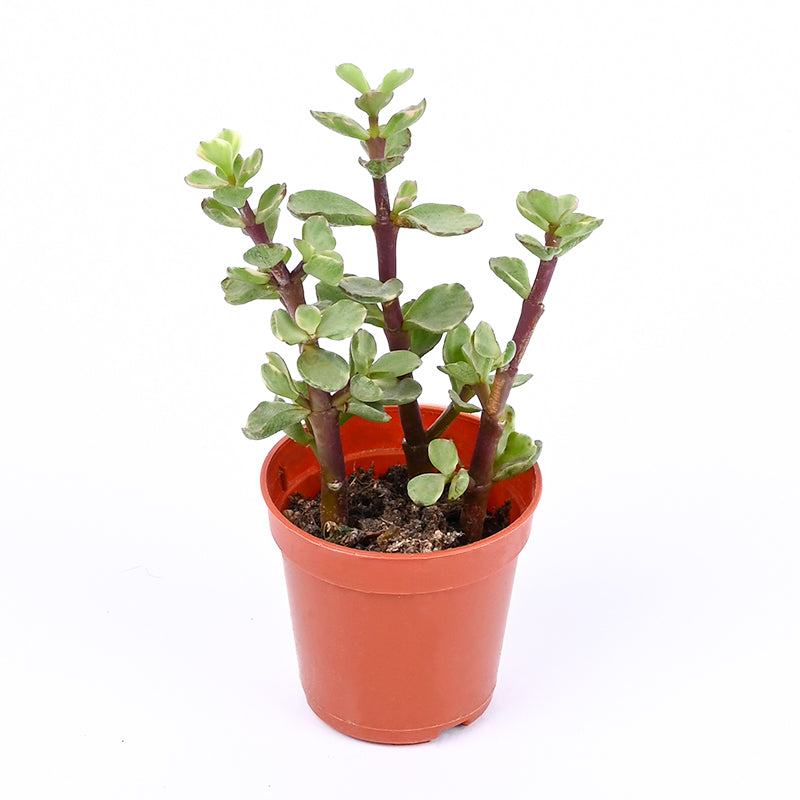 Succulent Garden Gift Box