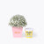 bundle_bouquet_cake Sweet Baby Breath + Inside Scoop Ice Cream Bundle