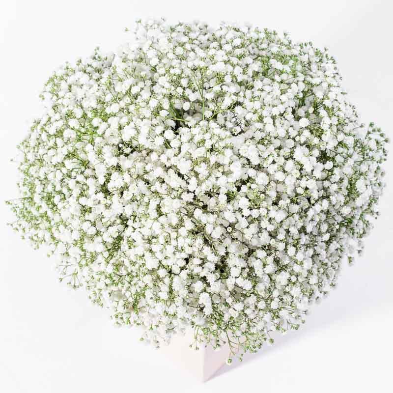 flowers_box_vbox Sweet Baby's Breath