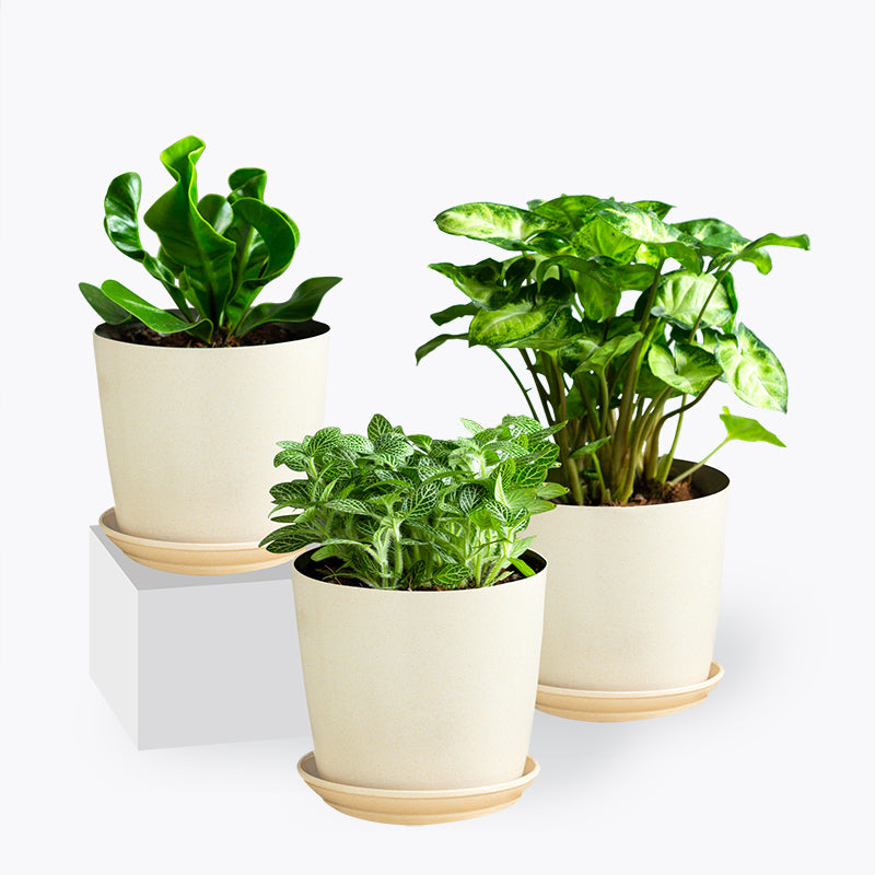 plants_potted The Grin Set