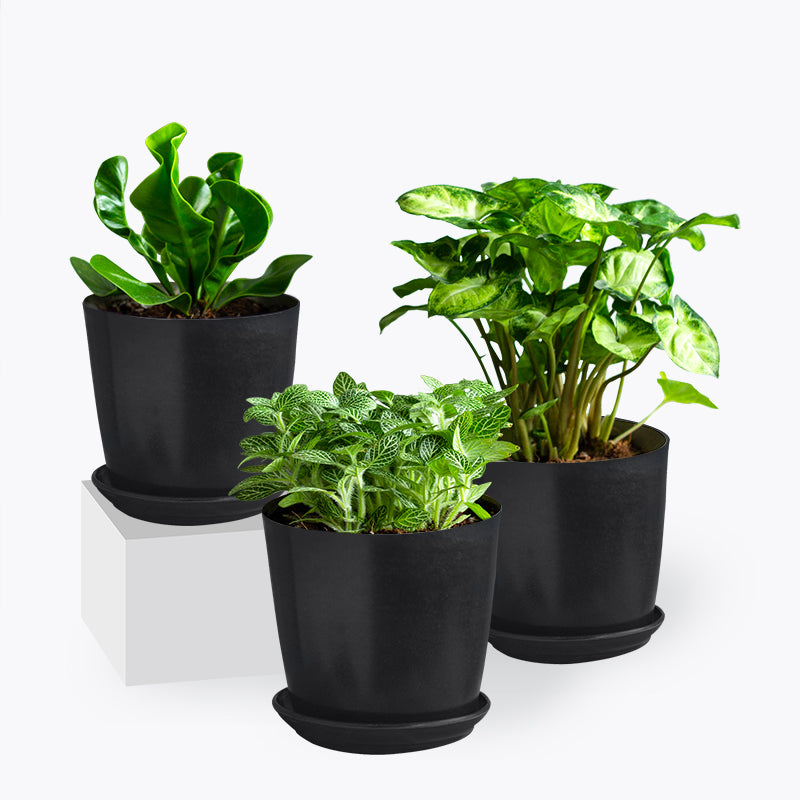 plants_potted The Grin Set