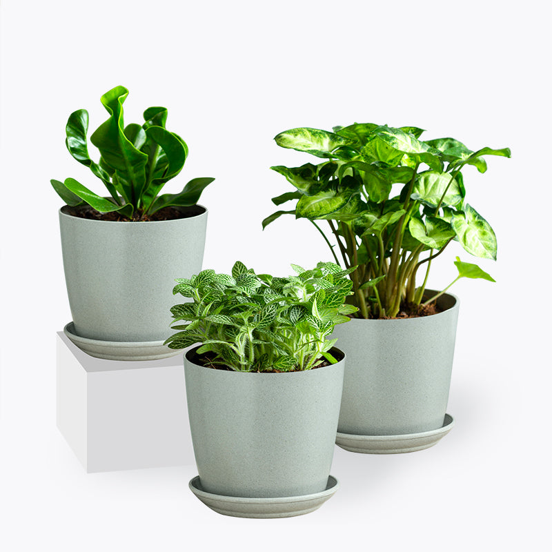 plants_potted The Grin Set