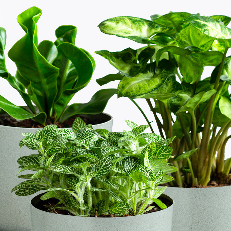 plants_potted The Grin Set